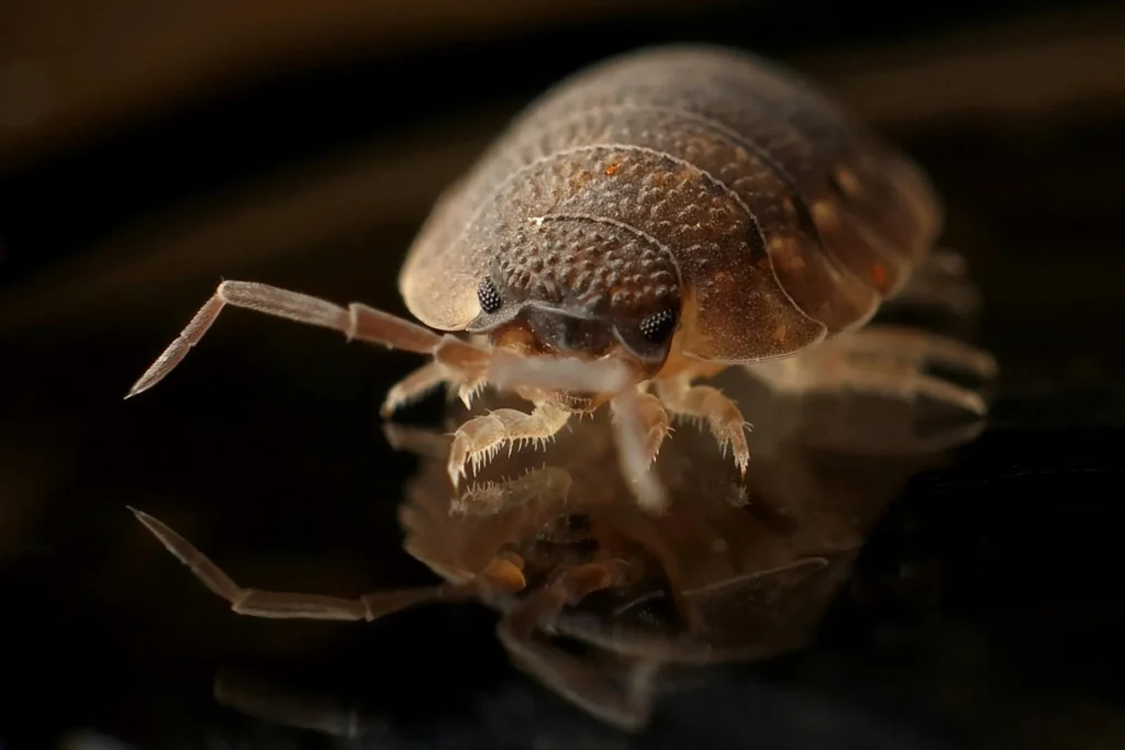 Bed-Bug-Treatment - Garfield Pest Control Pros | Garfield, NJ | 862-356-0778